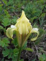 Iris nain