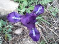 Iris nain