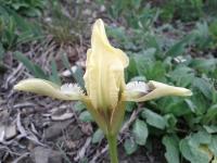 Iris nain