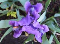 Iris nain
