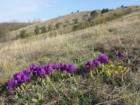 Iris nain