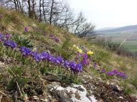 Iris nain