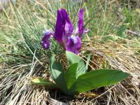 Iris nain