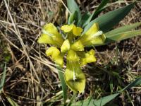 Iris nain