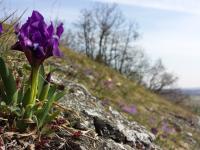 Iris nain
