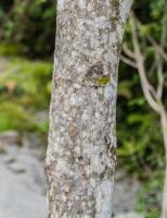 Makomako
