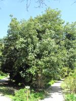 Kurrajong blanc