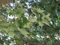 Kurrajong blanc