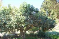Kurrajong blanc