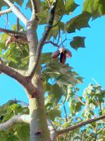 Kurrajong blanc