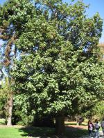 Kurrajong blanc