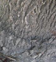 Kurrajong blanc