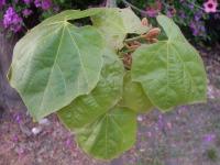 Kurrajong blanc