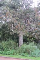 Kurrajong blanc