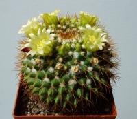 Mammillaria marksiana