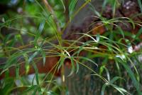 Arbre bouteille australien