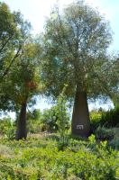 Arbre bouteille australien