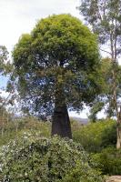 Arbre bouteille australien