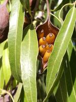 Arbre bouteille australien