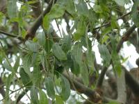 Arbre bouteille australien