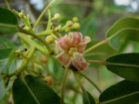 Arbre bouteille australien