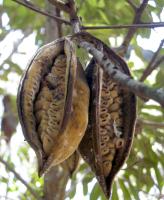 Arbre bouteille australien