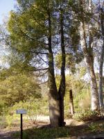 Arbre bouteille australien