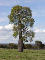 Arbre bouteille australien