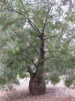Arbre bouteille australien