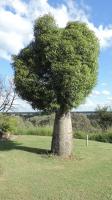 Arbre bouteille australien