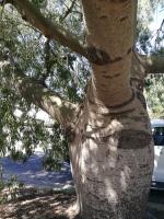 Arbre bouteille australien