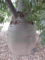 Arbre bouteille australien