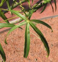 Arbre bouteille australien