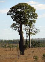 Arbre bouteille australien