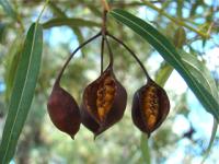 Arbre bouteille australien