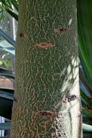 Arbre bouteille australien
