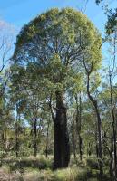 Arbre bouteille australien