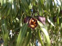 Arbre bouteille australien