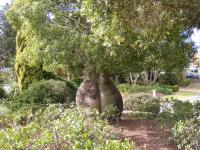 Arbre bouteille australien