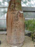 Arbre bouteille australien