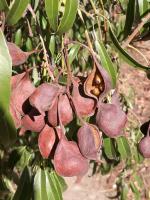 Arbre bouteille australien