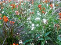 Herbe aux écouvillons hérissée