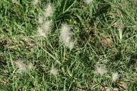 Herbe aux écouvillons hérissée