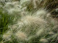 Herbe aux écouvillons hérissée