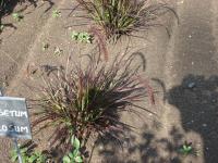 Herbe aux écouvillons hérissée