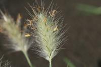 Herbe aux écouvillons hérissée