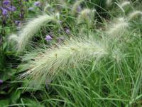 Herbe aux écouvillons hérissée