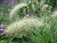 Herbe aux écouvillons hérissée