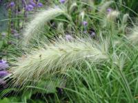 Herbe aux écouvillons hérissée