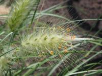 Herbe aux écouvillons hérissée